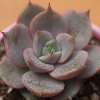 多肉植物 ピンクレディー の通販 ラクマ 多肉植物 ピンクレディー の通販 ラクマ