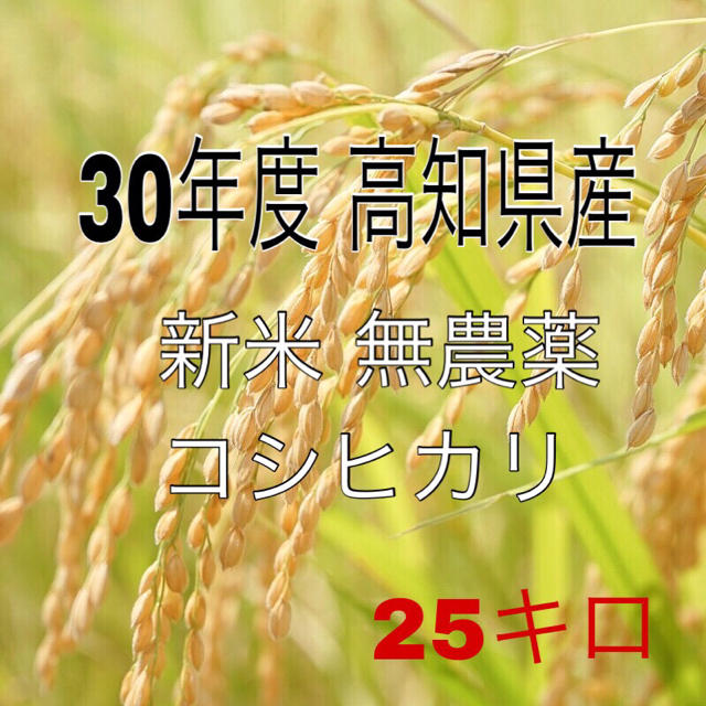 日本最大の 高知県産、無農薬コシヒカリ 玄米25キロ 米/穀物