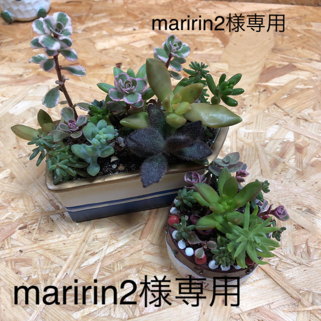 多肉植物寄植え maririn2様専用 ハンドメイドのフラワー/ガーデン(その他)の商品写真