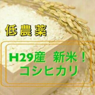 あさみ様専用‼会津産‼一等米コシヒカリ10kg!!(米/穀物)