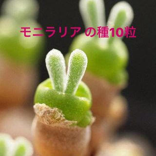 多肉植物 オープン記念 444円 モニラリア の種 10粒  ウサギの耳 (その他)