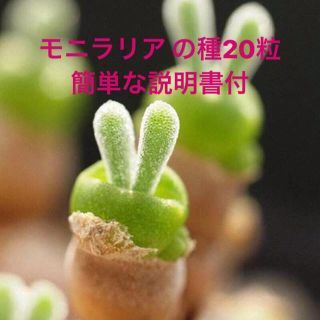  多1200円 モニラリアの種 20粒  リトープス10粒(その他)