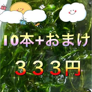 アナカリス オオカナダモ 水草 金魚 メダカ(アクアリウム)