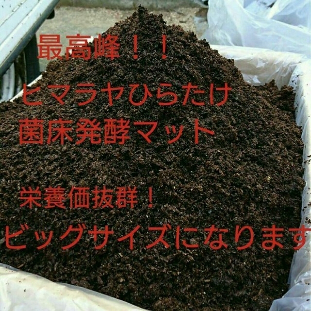 当季大流行 超増量!500リットル!ヒマラヤひらたけ発酵カブトムシマット!栄養価抜群!巨大化 虫類 当季大流行 超増量!500リットル!ヒマラヤひらたけ発酵カブトムシマット!栄養価抜群!巨大化 虫類
