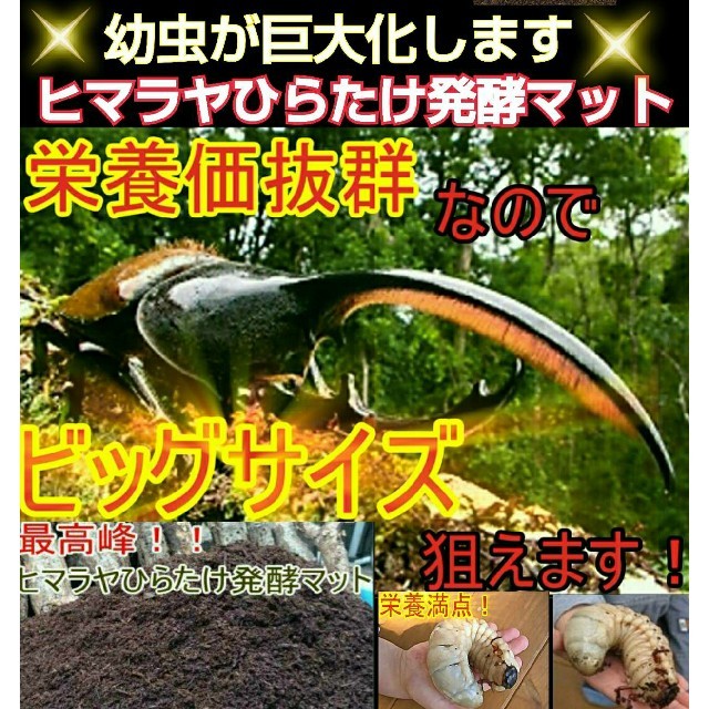 超増量！500リットル！ヒマラヤひらたけ発酵カブトムシマット！栄養価抜群！巨大化