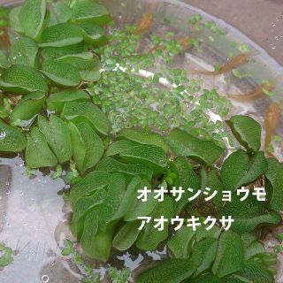 オオサンショウモ＆アオウキクサ メダカ・金魚・熱帯魚飼育に(アクアリウム)