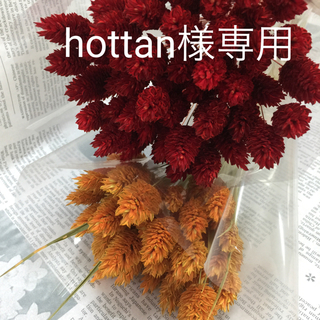 hottan様専用☆ポアプランツ(オレンジ)(ドライフラワー)