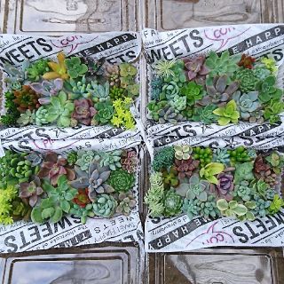 こたまま様専用 多肉植物 カット苗 詰め合わせ(その他)