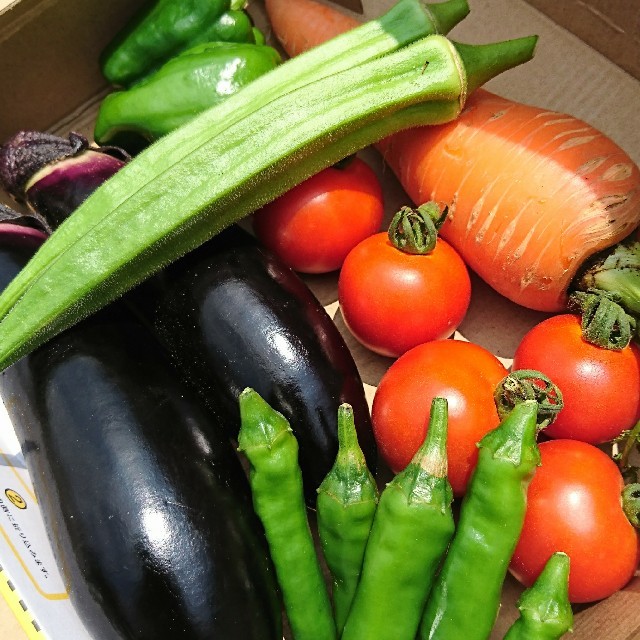 【完全無農薬】夏野菜詰め合わせ 食品/飲料/酒の食品(野菜)の商品写真