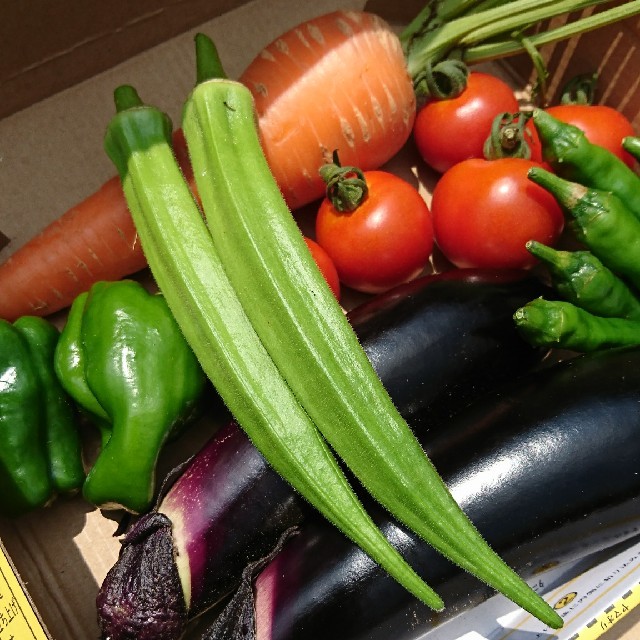 【完全無農薬】夏野菜詰め合わせ 食品/飲料/酒の食品(野菜)の商品写真