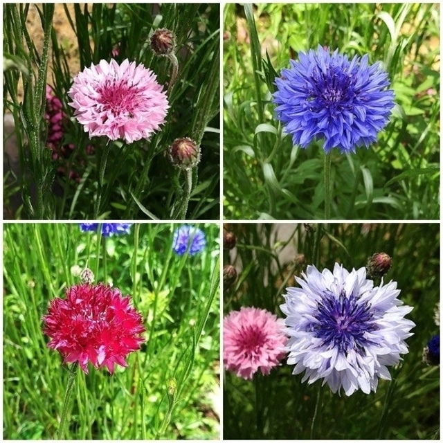 花の種　　　ヤグルマギク混合種を50粒 ハンドメイドのフラワー/ガーデン(その他)の商品写真