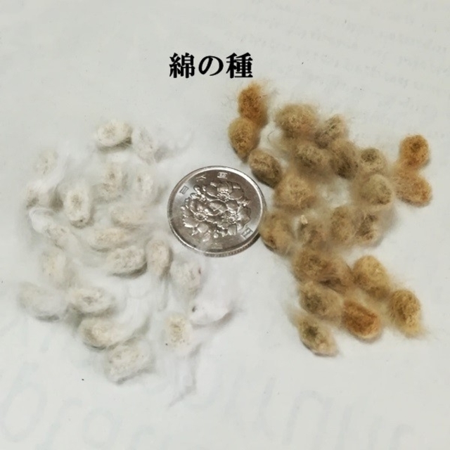 綿の種　　　2種類を各25粒 ハンドメイドのフラワー/ガーデン(その他)の商品写真