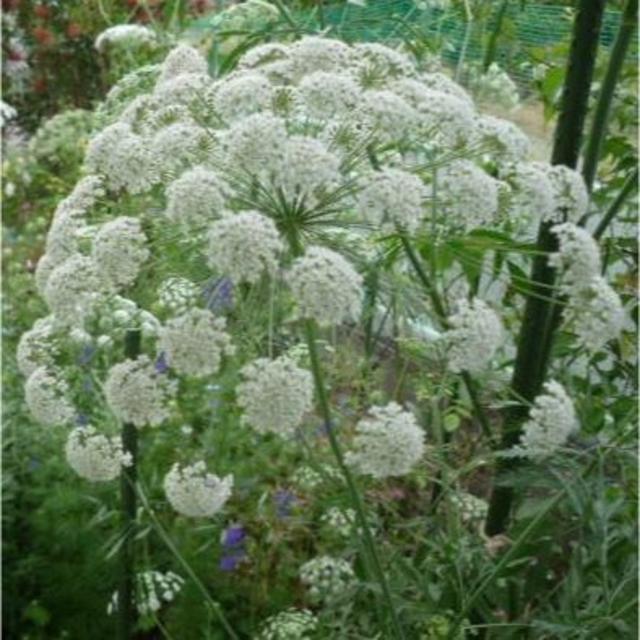 花の種３種類：ラグラス・ホワイトレースフラワー・チドリソウ ハンドメイドのフラワー/ガーデン(その他)の商品写真
