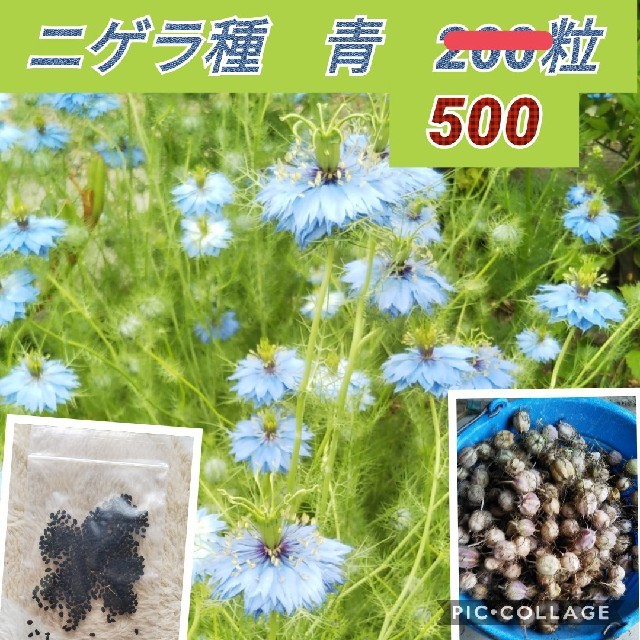 ニゲラ種 ブルー 500粒 増量中の通販 By たな S Shop ラクマ