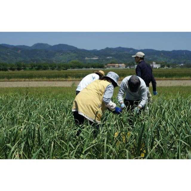 国産　にんにく　大量　バラ５００ｇ 食品/飲料/酒の食品(野菜)の商品写真