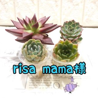 risamama様専用 多肉植物(その他)