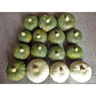 【自然農】 かぼちゃ 15個セット(野菜)