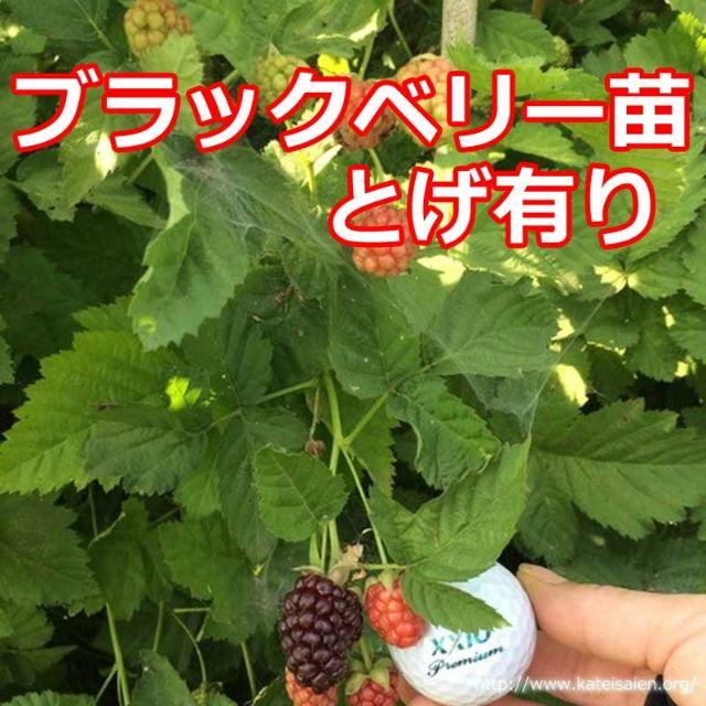 ■ブラックベリー果樹苗トゲ有りボイセンベリー健康フルーツ無農薬栽培☆送料無料♪ 食品/飲料/酒の食品(フルーツ)の商品写真