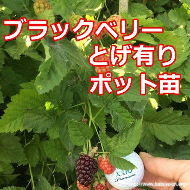 ■ブラックベリー苗トゲ有りポット苗ボイセンベリー健康フルーツ無農薬栽培♪ 食品/飲料/酒の食品(フルーツ)の商品写真