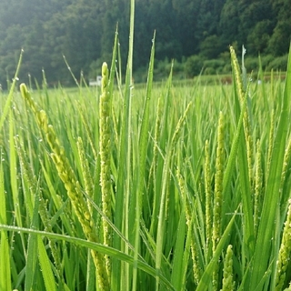 玄米但馬産コシヒカリ30kg 30年度１等米(米/穀物)