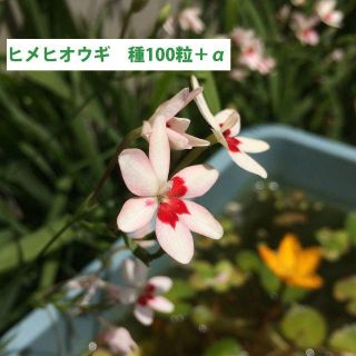  ヒメヒオウギの種 100粒＋α(その他)