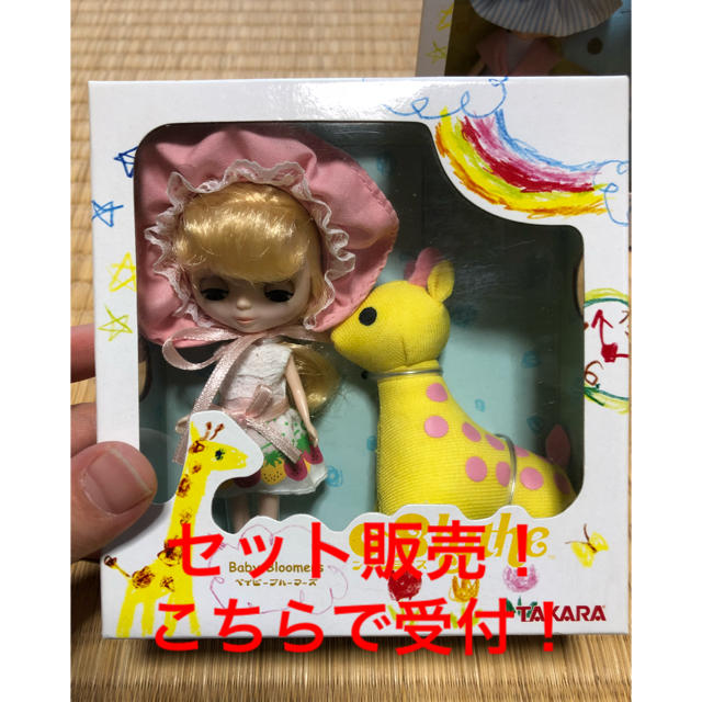 グラキリス 実生株 グラキリス 実生株