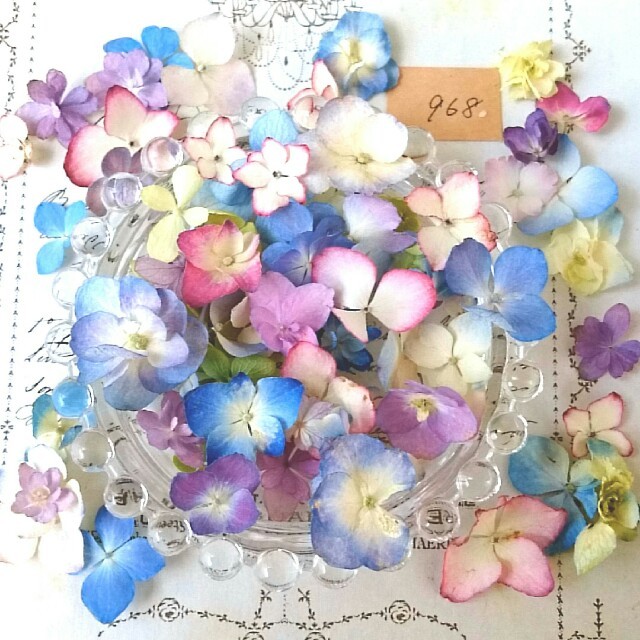 まるで生花♪ 紫陽花 ドライフラワー 鮮やかな発色 染色なし ハンドメイド ハンドメイドのフラワー/ガーデン(ドライフラワー)の商品写真