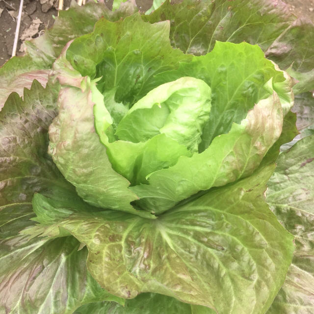 無農薬野菜ちょっとちょっとづつ fickle beat  食品/飲料/酒の食品(野菜)の商品写真