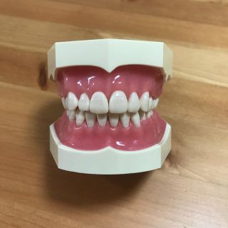 ☆セール☆顎模型 nissin dental study model(健康/医学)