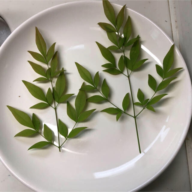 南天の葉 5本セット お赤飯 お食い初め お刺身 お祝い膳にの通販 By お盆のため 発送は17日となります Hamidopapa S Shop ラクマ 南天の葉 5本セット お赤飯 お食い初め お刺身 お祝い膳にの通販 By お盆のため 発送は17日となります Hamidopapa S Shop ラクマ
