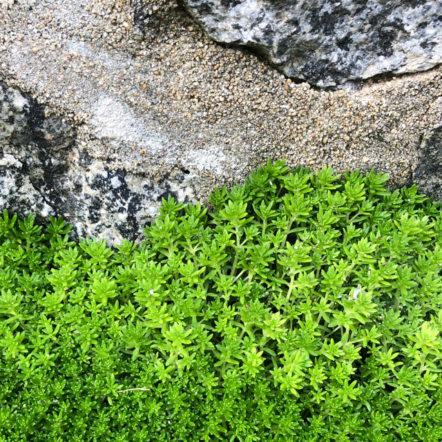 緑の絨毯(*ˊ˘ˋ*)♪多肉植物☆セダム☆抜き苗 50ｇ ハンドメイドのフラワー/ガーデン(その他)の商品写真