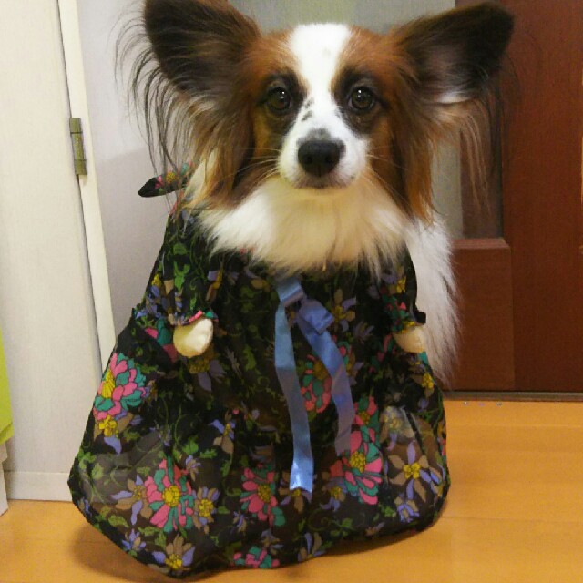 中型犬用二足歩行エプロンドレス 黒 ハンドメイドのペット(ペット服/アクセサリー)の商品写真