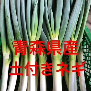 青森県産土付きネギ【白ネギ】5kg(野菜)