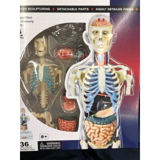 Supreme Male & Female Anatomy Model Set