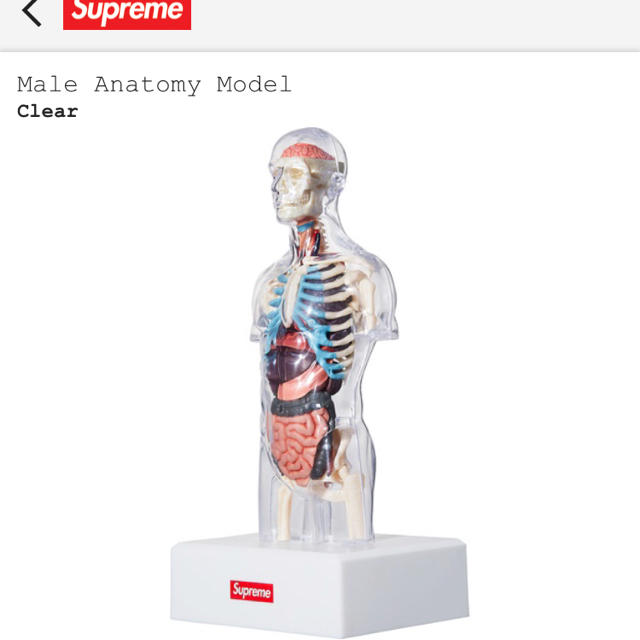 Supreme(シュプリーム)のSupreme anatomy model clear メンズのアクセサリー(その他)の商品写真