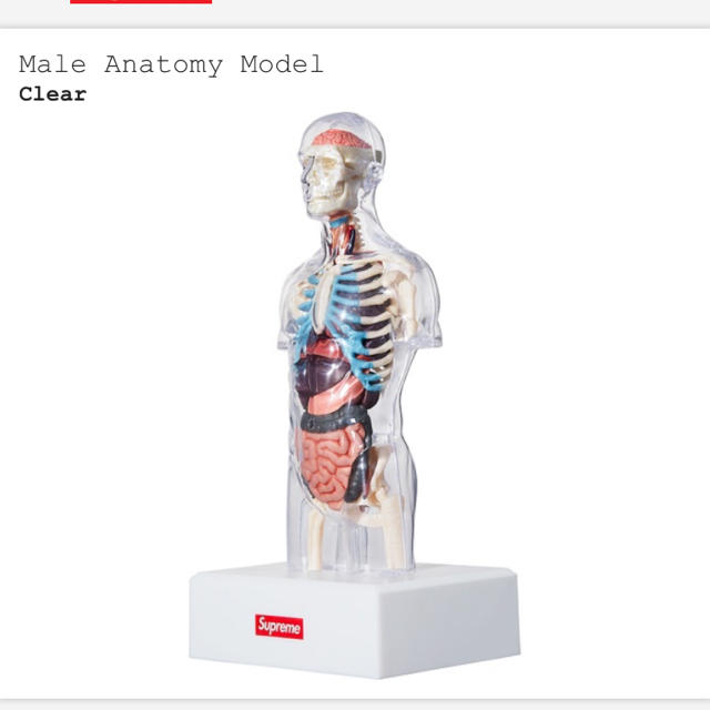 Supreme - Supreme     Male Anatomy Model