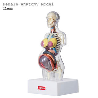 シュプリーム(Supreme)の送料込 Supreme Anatomy Model(模型/プラモデル)