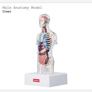 シュプリーム(Supreme)の【supreme】male anatomy model(模型/プラモデル)