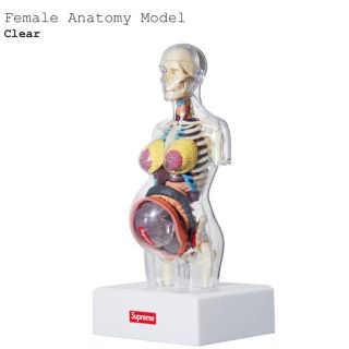 シュプリーム(Supreme)のFemale Anatomy Model(模型/プラモデル)