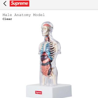 シュプリーム(Supreme)のsupreme  male anatomy model(その他)