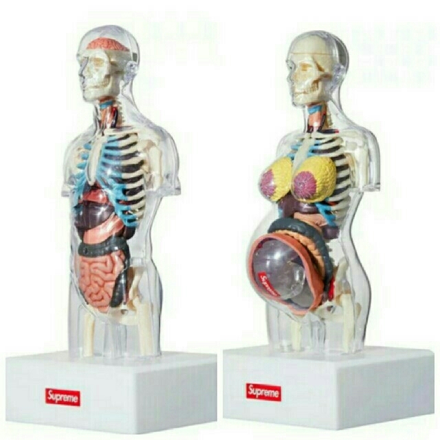 supreme Anatomy Model Femal,Male