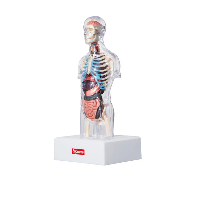 Supreme male anatomy model