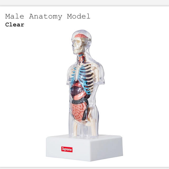 supreme anatomy model set