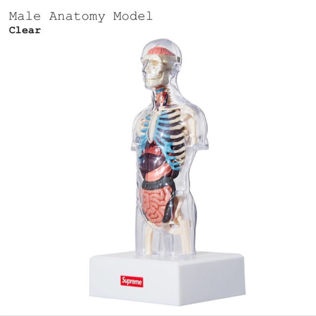 Supreme Male & Female Anatomy Model Set