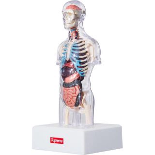 シュプリーム(Supreme)のMale Anatomy Model(模型/プラモデル)