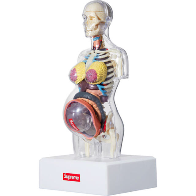 Supreme(シュプリーム)の[最安値]Supreme/Female Anatomy Model/模型/女 エンタメ/ホビーのおもちゃ/ぬいぐるみ(模型/プラモデル)の商品写真