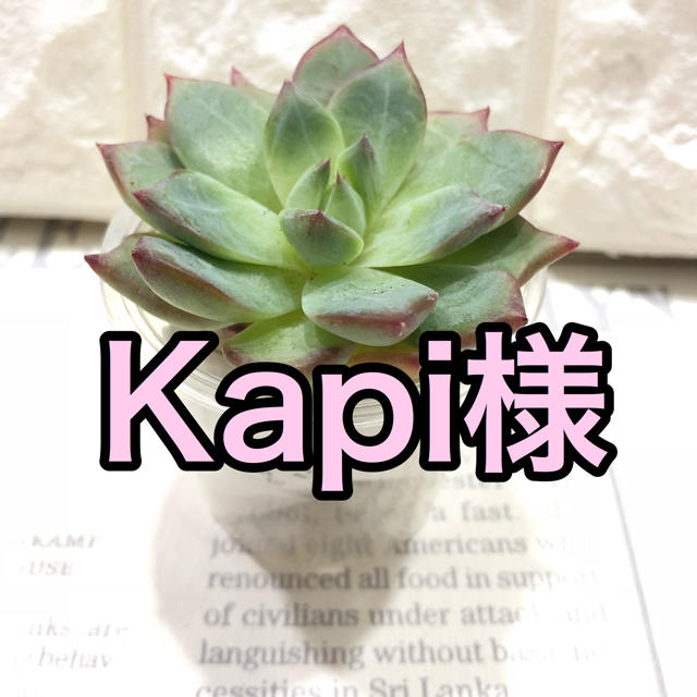 Kapi様専用 多肉植物 ハンドメイドのフラワー/ガーデン(その他)の商品写真