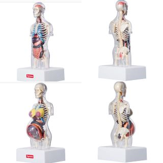 Supreme Female Anatomy Model 2体セット　人体模型