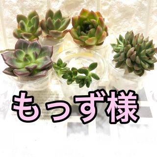 もっず様専用 多肉植物(その他)