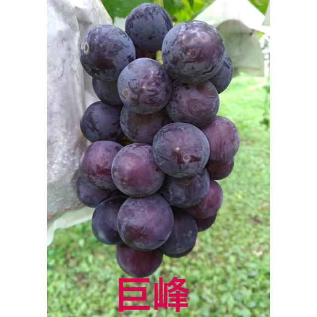 信州葡萄詰合せ　巨峰　黄甘　ピオーネ　種無し　4kg(9房) ブドウ ぶどうわ